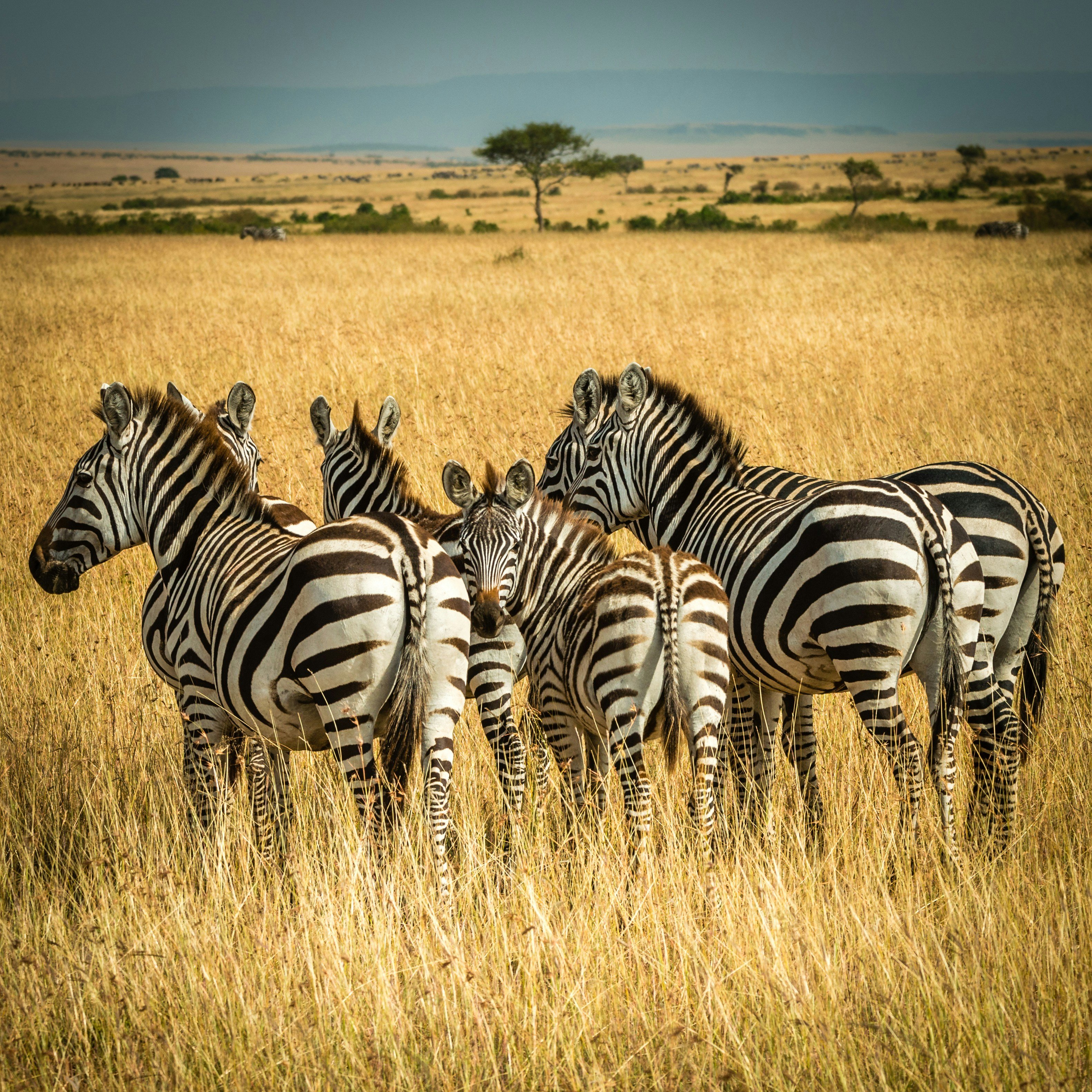 Five zebras representing the five biggest challenges of test data management